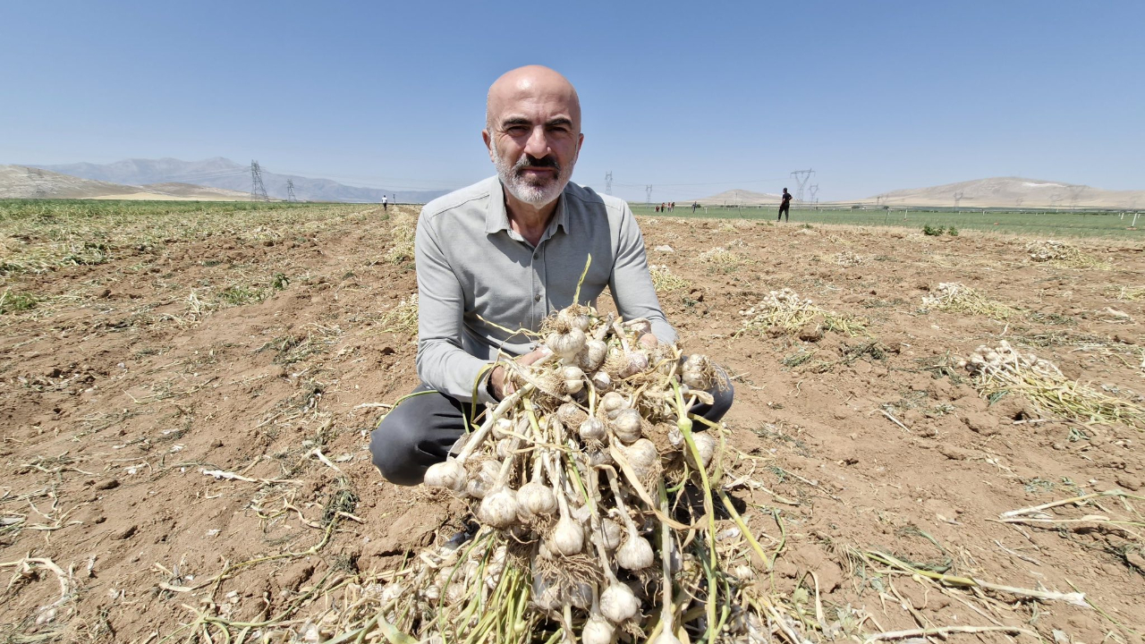 Karaman’da Sarımsak Hasadı Başladı