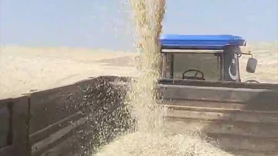 Karaman’da Acı Hasat Tablosu: 100 Dekarlık tarladan 4 buçuk Ton Arpa çıktı