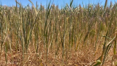 Karaman, son 52 yılın en düşük yağışını aldı