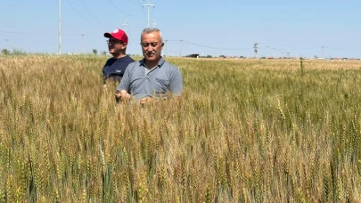 Karaman’da 21 bin 443 Dekar Alanda Tohumluk Üretiliyor