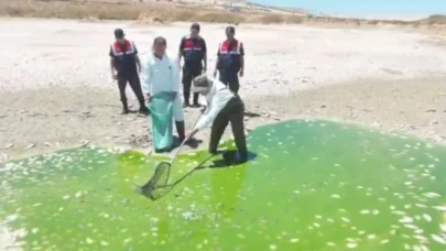 Yeşildere barajında mahsur kalan balıklar kurtarıldı