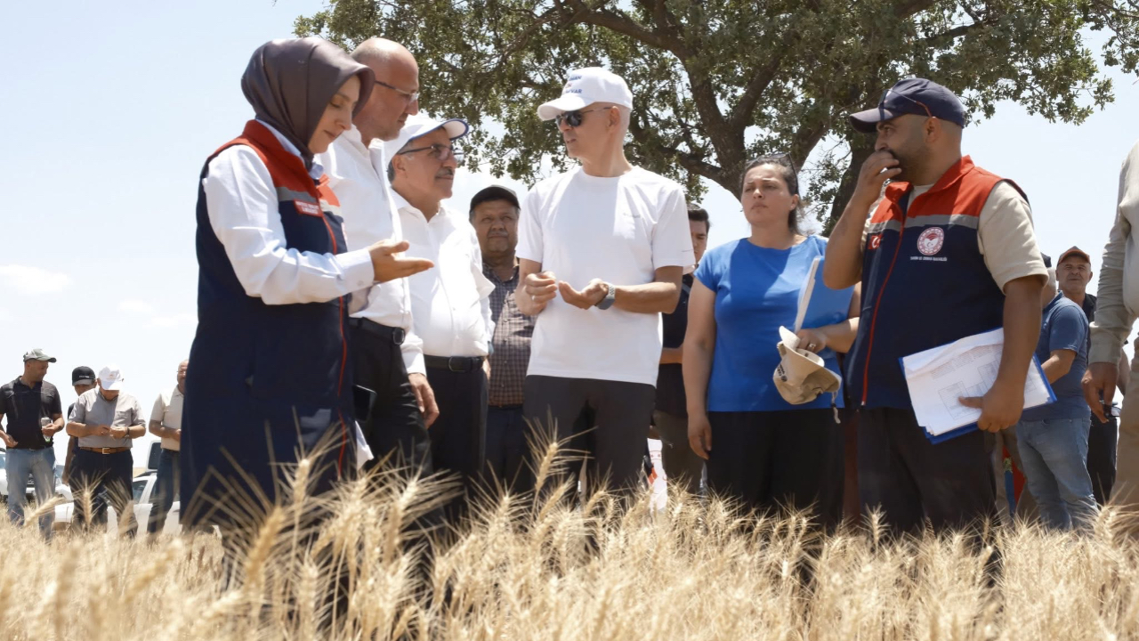 Yerli ve Milli Buğday Tohumlarının Hasadı Yapıldı