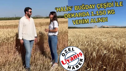 ‘Halis’ Buğday Çeşidi İle Dekarda 1.150 Kg Verim Alındı