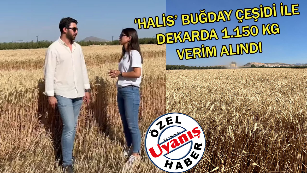 ‘Halis’ Buğday Çeşidi İle Dekarda 1.150 Kg Verim Alındı