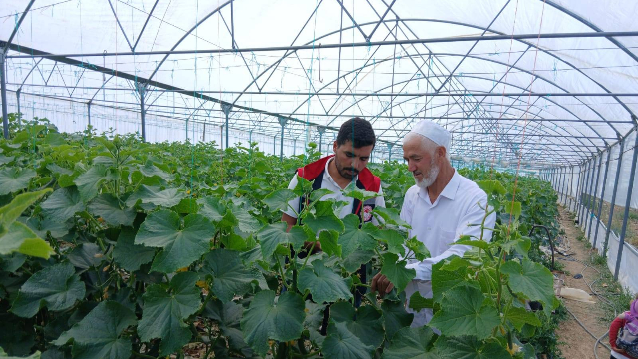 Sarıveliler’de Yaz Seralarında Domates ve Salatalık Hasadı Başladı