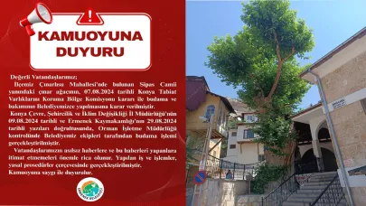 Sipas Camii Yanındaki Tarihi Çınar  Komisyon  Gözetiminde Budandı
