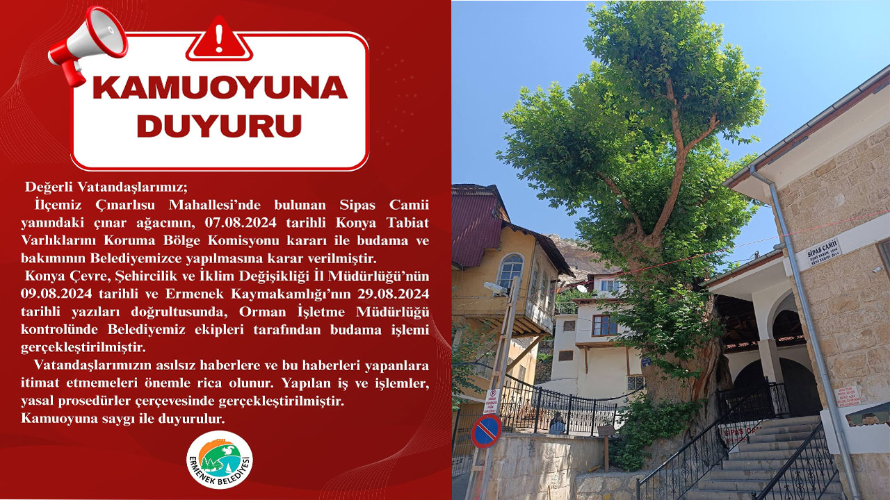 Sipas Camii Yanındaki Tarihi Çınar  Komisyon  Gözetiminde Budandı
