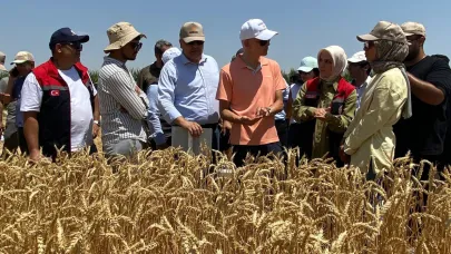 Yerli Buğday Çeşitlerinin Hasadı Yapıldı