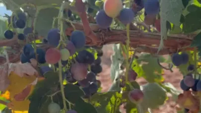 Ekşikara Üzüm Bağlarında hasat yapılacak ürün azaldı
