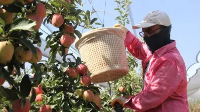 Karaman’da Elma Hasadı Bu Yıl Buruk Başladı