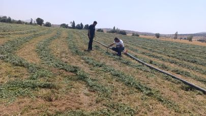 Tuz Çalısı ve Cochia bitkilerinin gelişim kontrolleri gerçekleştirildi