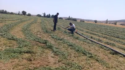 Tuz Çalısı ve Cochia bitkilerinin gelişim kontrolleri gerçekleştirildi