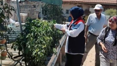 Kendi kurduğu serasında topraksız tarım yapıyor