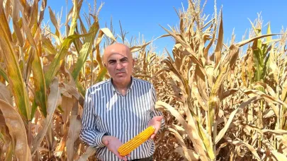 Çiftçinin gözü Mısırda. Üretici Taban Fiyatın en az 13 TL olmasını istiyor