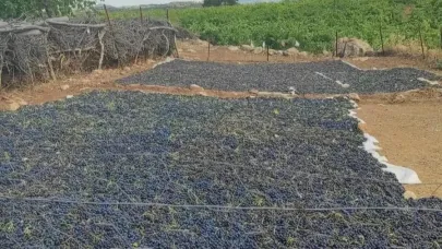 Domuzlar üzüm bağlarına dadandı. Kurumaya bırakılan ürünlere zarar verdi