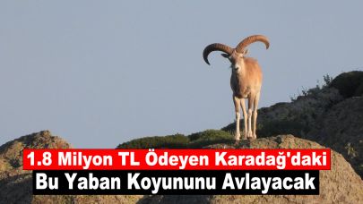 1.8 Milyon TL Ödeyen Karadağ'daki Bu Yaban Koyununu Avlayacak