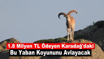 1.8 Milyon TL Ödeyen Karadağ'daki Bu Yaban Koyununu Avlayacak