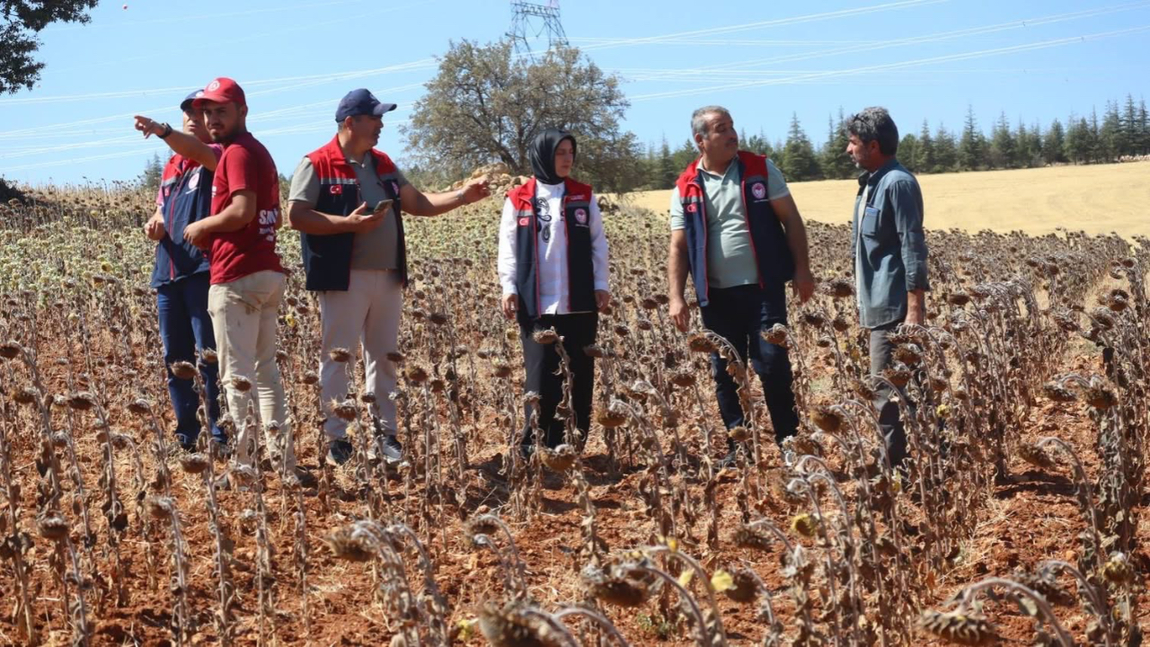 Karaman’da Yağlık Ayçiçeği hasadı yapıldı