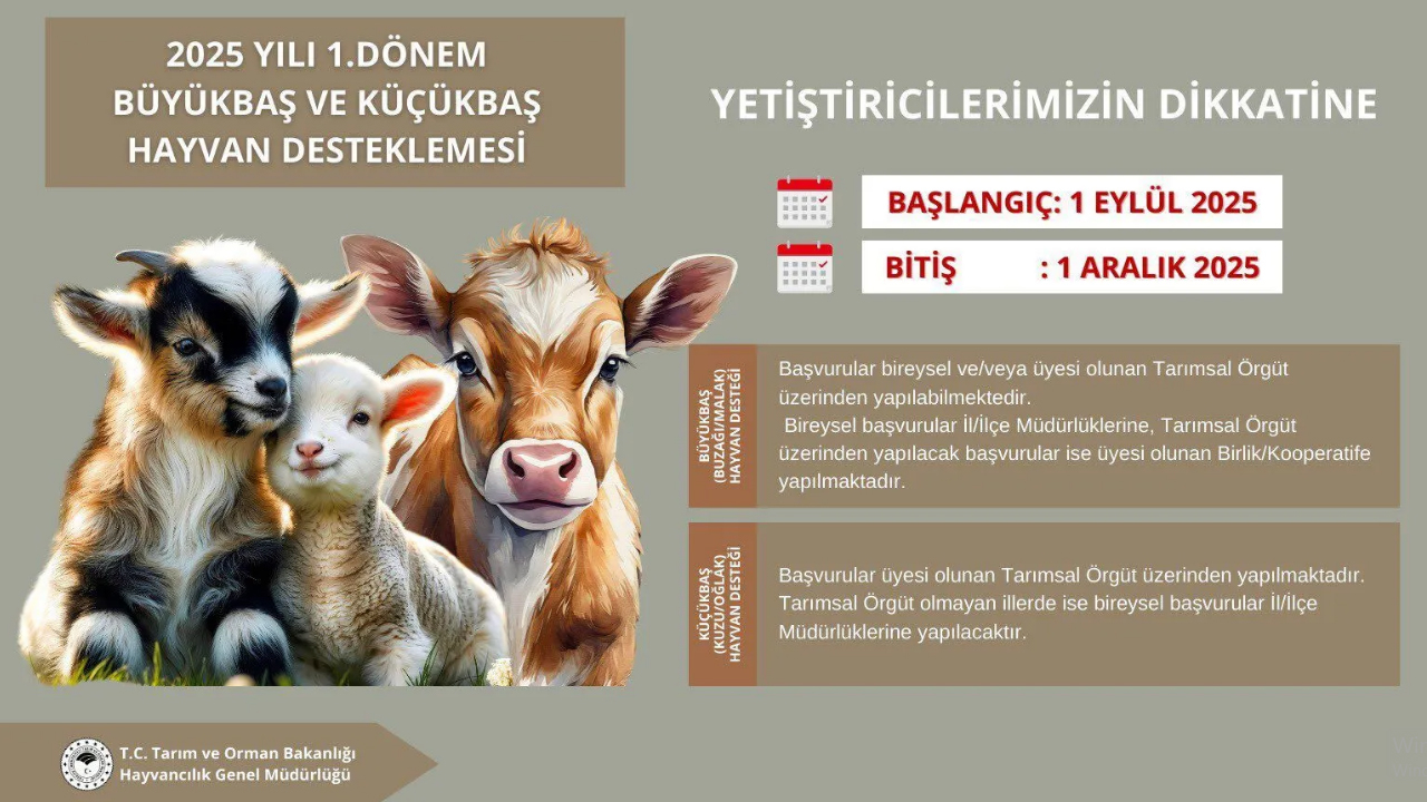 2025 Yılı 1. Dönem Büyükbaş Ve Küçükbaş Hayvan Desteklemesi Başlıyor