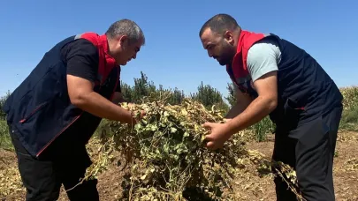 Tarım Arazilerinde Ürün Kontrol İşlemlerine Devam Ediliyor