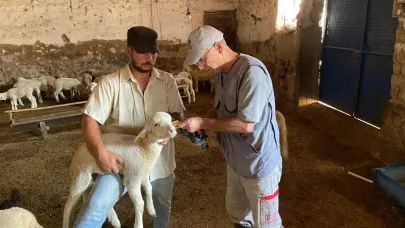 Karaman'da küçükbaş hayvanlar kayıt altına alınıyor