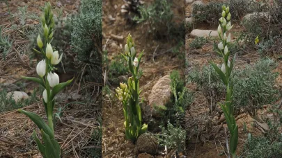 Taşeli Bölgesinde Yeni Bir Orkide Türü Keşfedildi