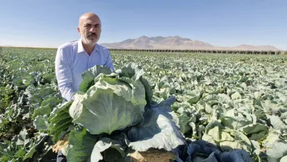 Karaman'da Lahana Hasadı Başladı