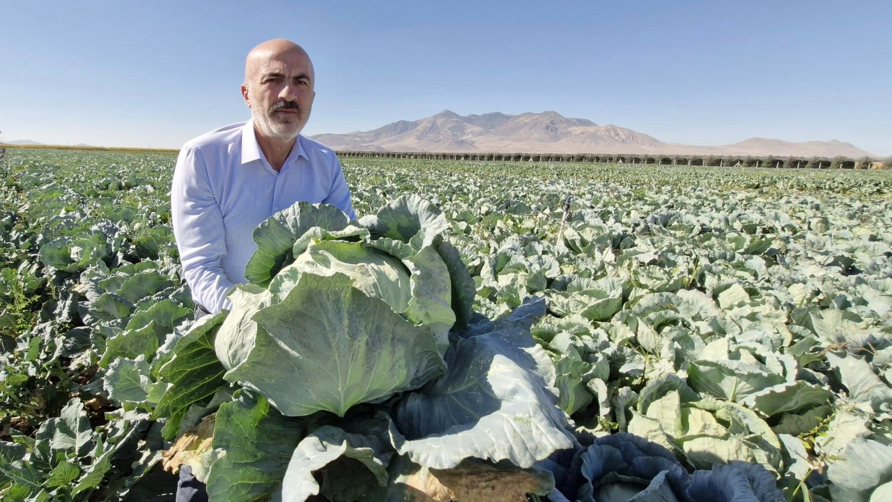 Karaman'da Lahana Hasadı Başladı