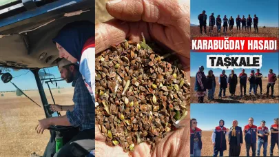 Taşkale’de Bin Dekar Alanda Karabuğday Hasadı Yapıldı