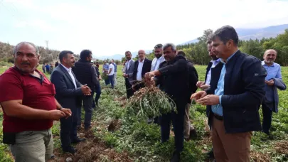Cerit Köyünde Yer Fıstığı ve Zeytin Hasadı Yapıldı