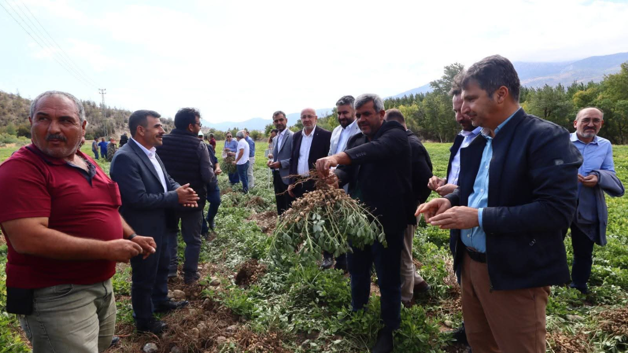 Cerit Köyünde Yer Fıstığı ve Zeytin Hasadı Yapıldı