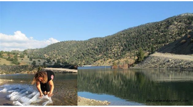 30 BİN ADET SAZAN YAVRUSU BIRAKILDI