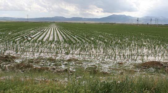 30 Yerleşim Biriminde 1544 Çiftçi Etkilendi