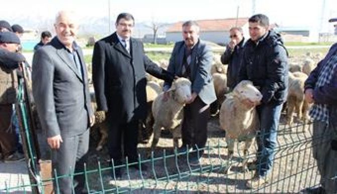 41 Damızlık Koç Dağıtıldı