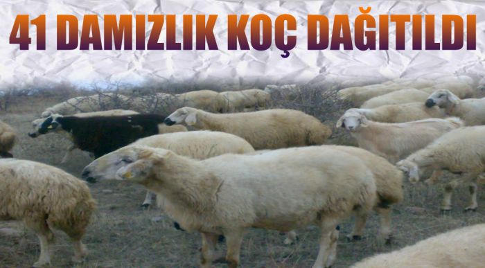 41 Damızlık Koç Dağıtıldı