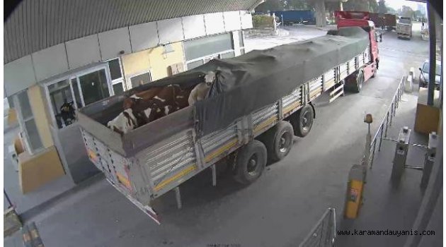 42 DANA'DAN 34’Ü BULUNDU