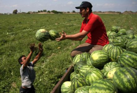 70 Bin Ton Karpuz Üretildi