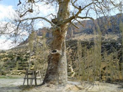 8 Asırlık Yaşlı Çınar Koruma Altına Alındı
