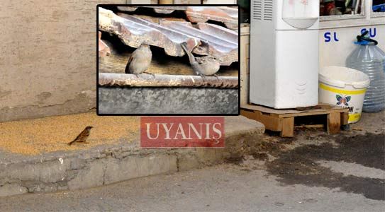 Aç Kalan Kuşları Esnaf Doyuruyor