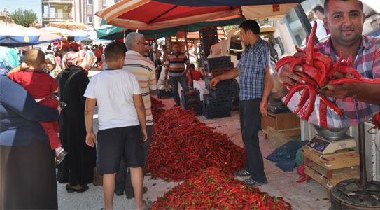 Acı Telaş, Son Haftalarda Hızlandı