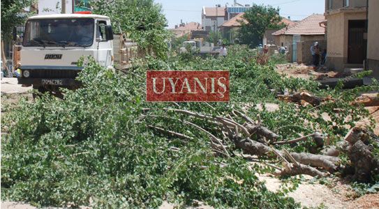 Ağaç Kesimine Vatandaş Tepkisi