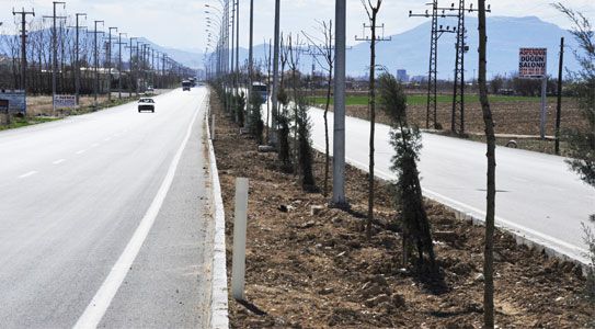 Ağaçlandırma Çalışmaları