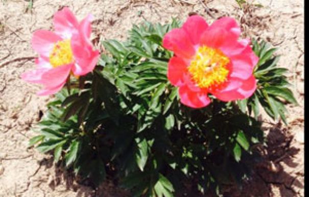 Alternatif Bir Ürün