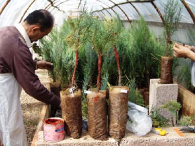 Ardıç Fidanları Yeniden Yeşeriyor