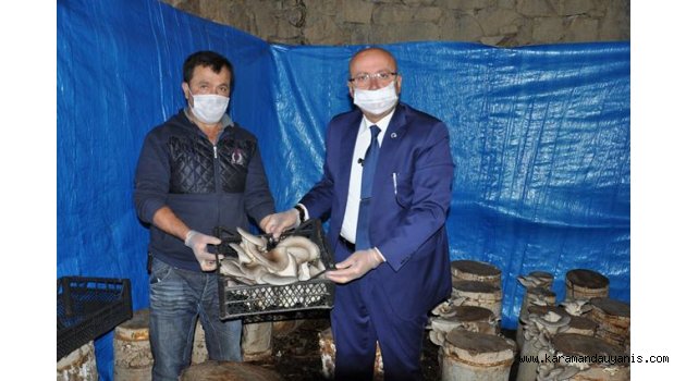 SARIVELİLER’DE İSTİRİDYE MANTARI..