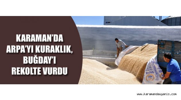 ARPA’DA DÜŞÜK, BUĞDAY’DA KALİTELİ SEZON