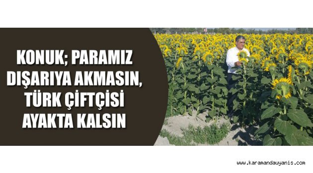 Ayçiçeği hasadı..