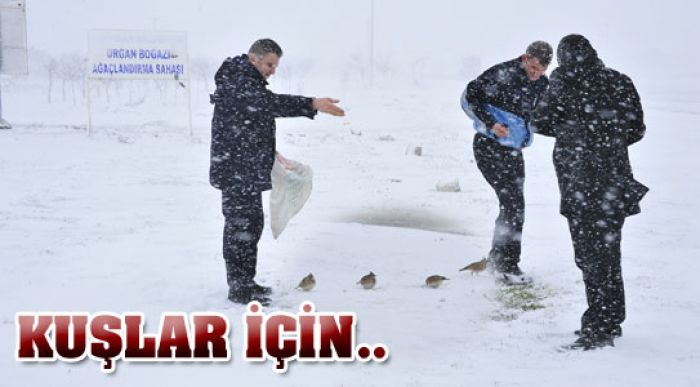 Belediye Yem Bıraktı