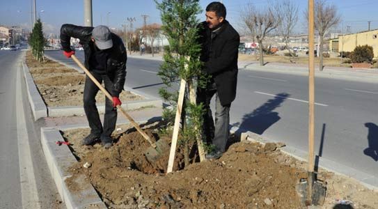 Belediye'den Ağaçlandırma Çalışmaları