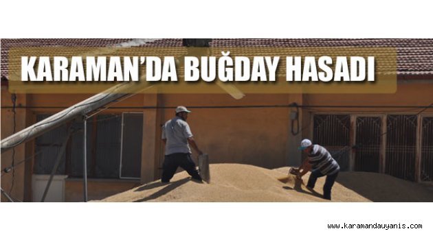 BUĞDAY HASADI